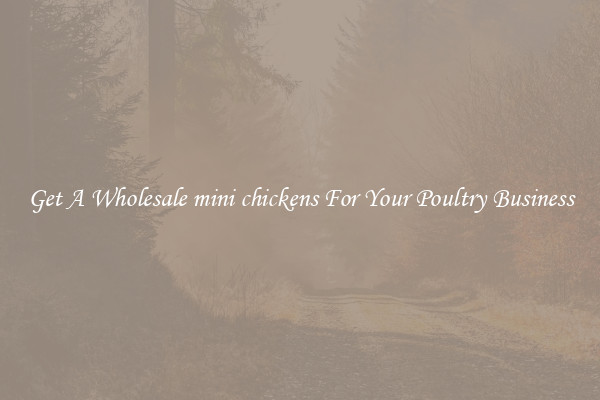 Get A Wholesale mini chickens For Your Poultry Business